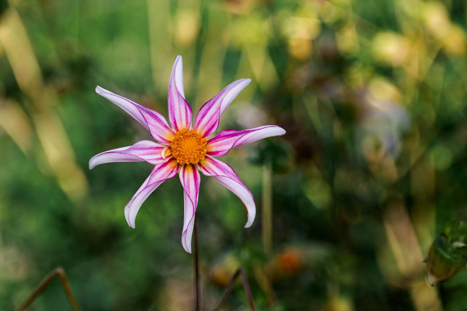 Dahlie 'Honka Fragile'